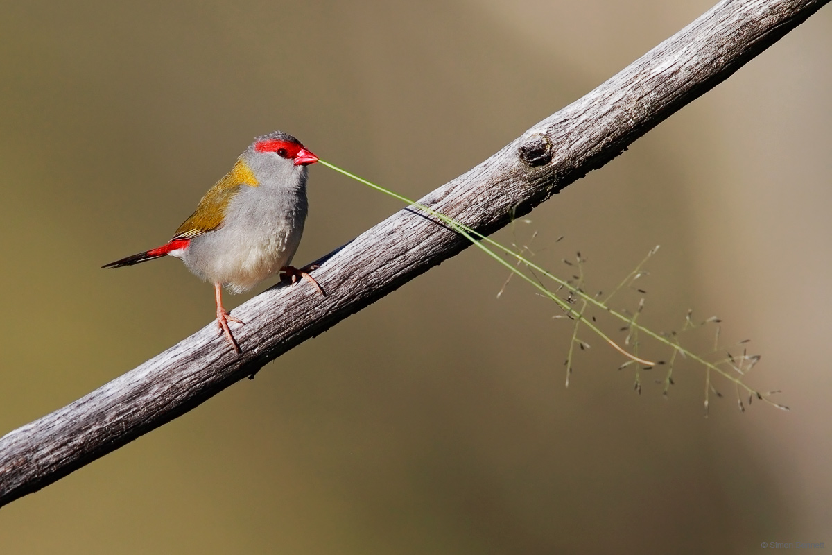 Red-browed Finch