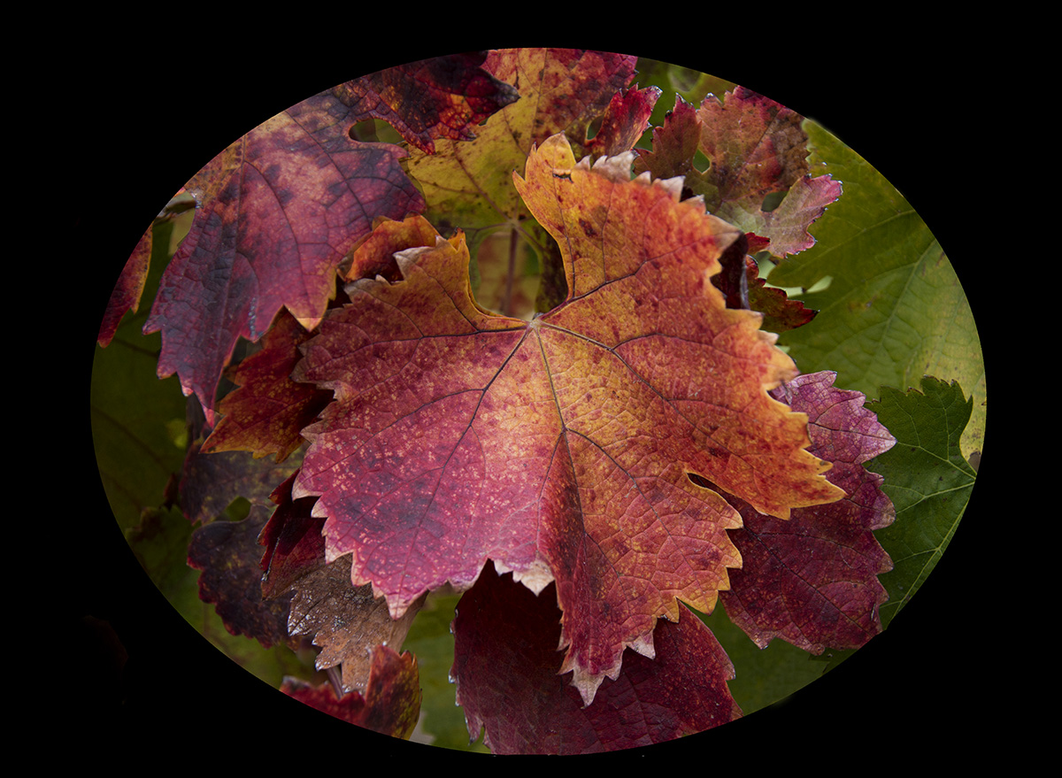 Grape Leaves