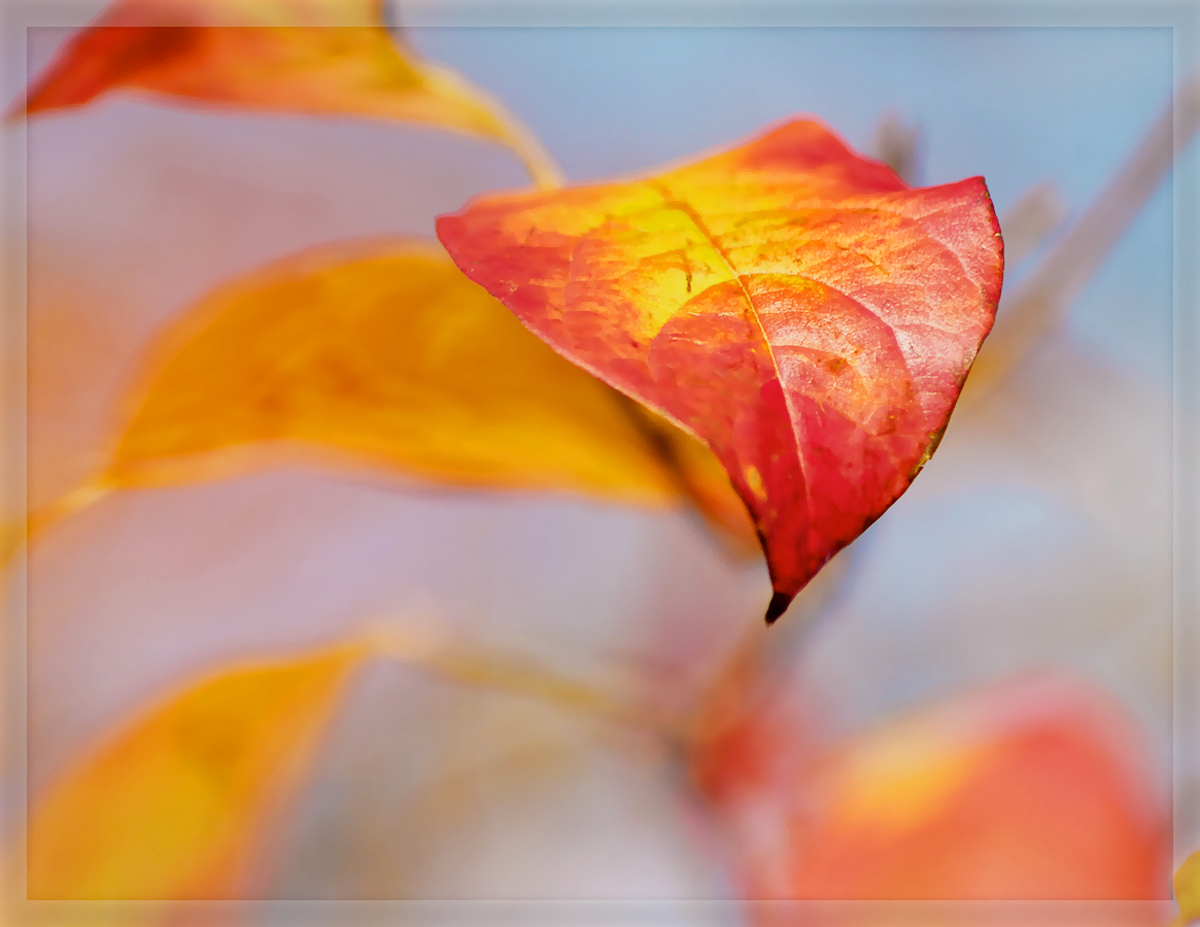 Red and Gold