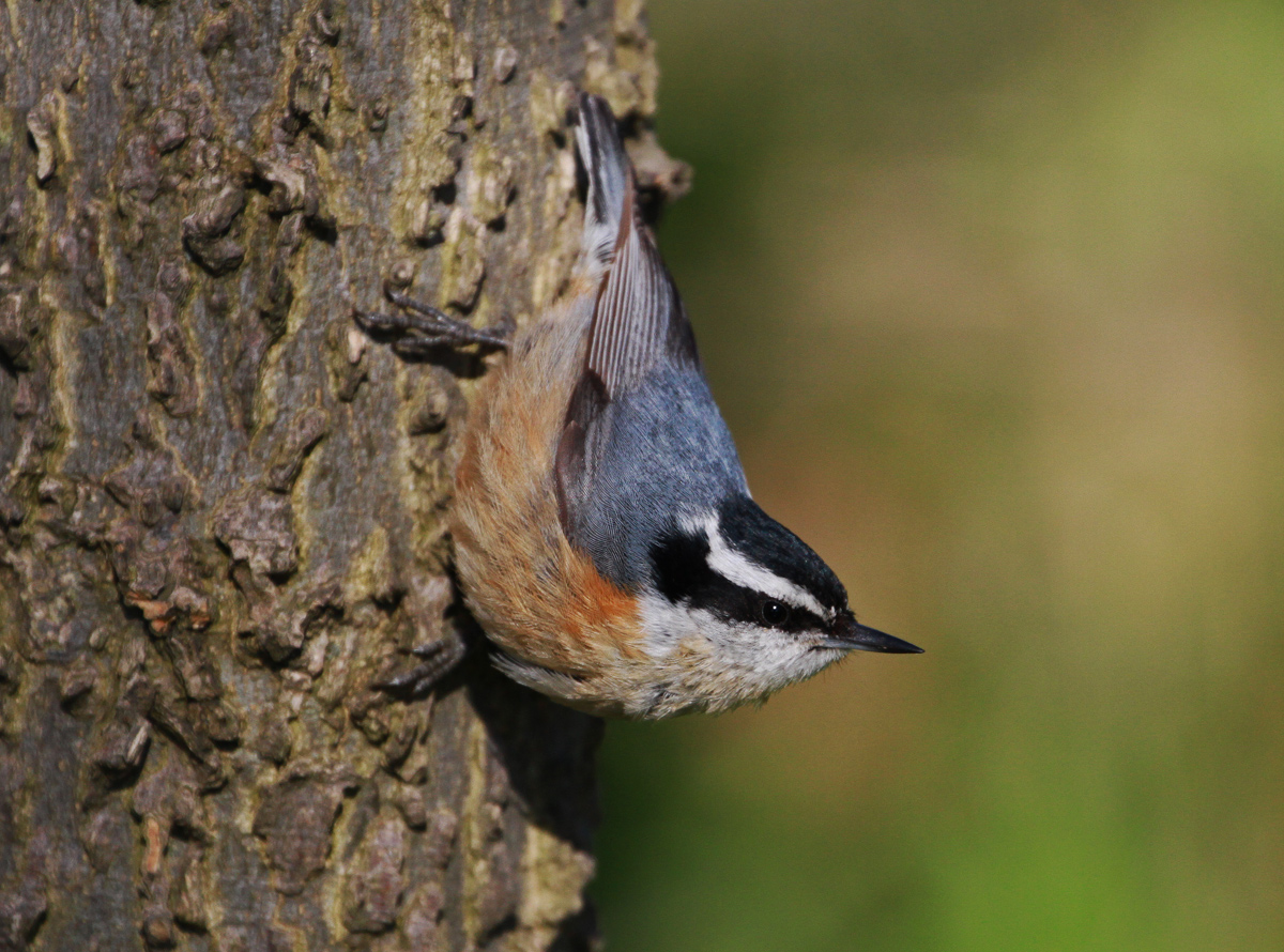 Red-Breasted Nuthatch