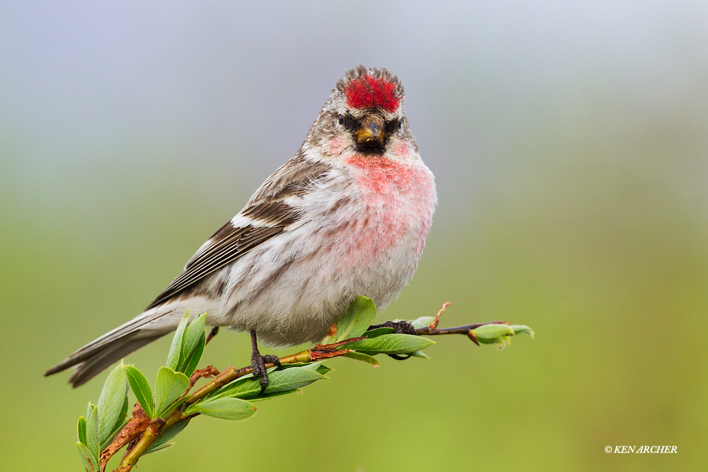Hoary Redpoll