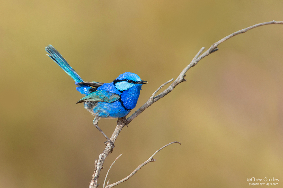 Splendid Fairy Wren