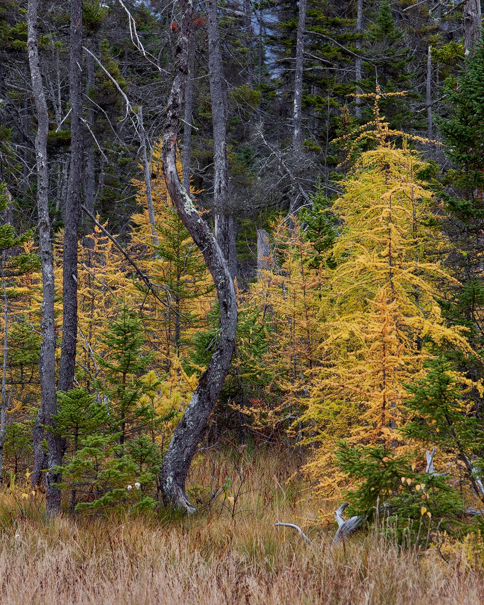 The Snake and The Larch