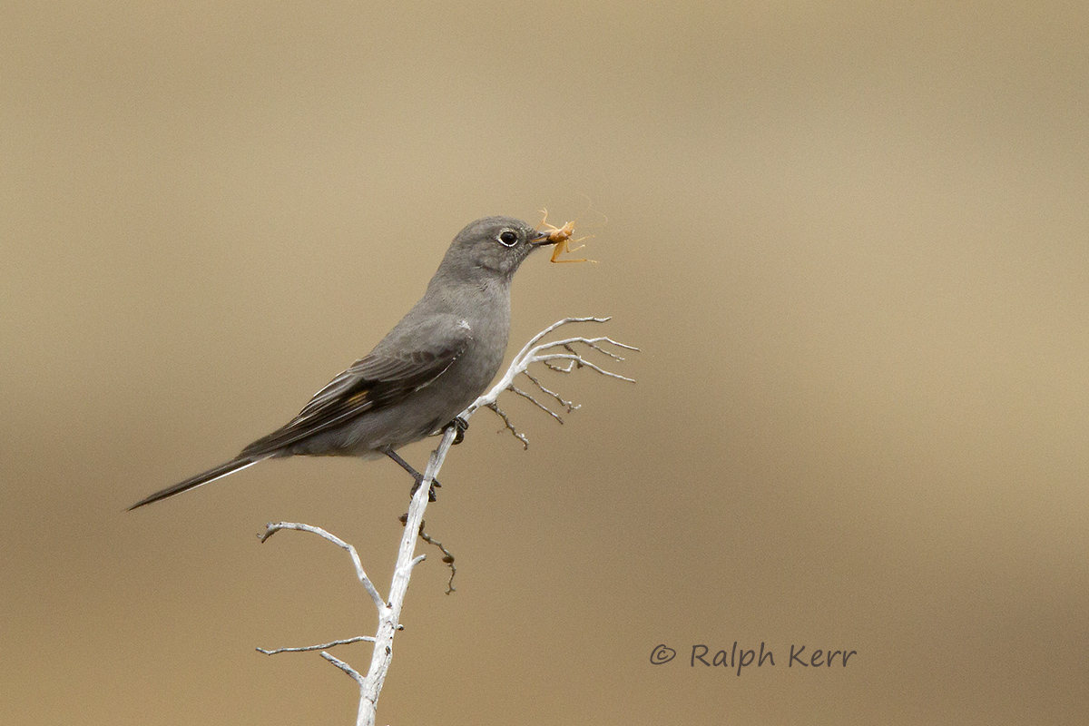 Townsend's Solitaire