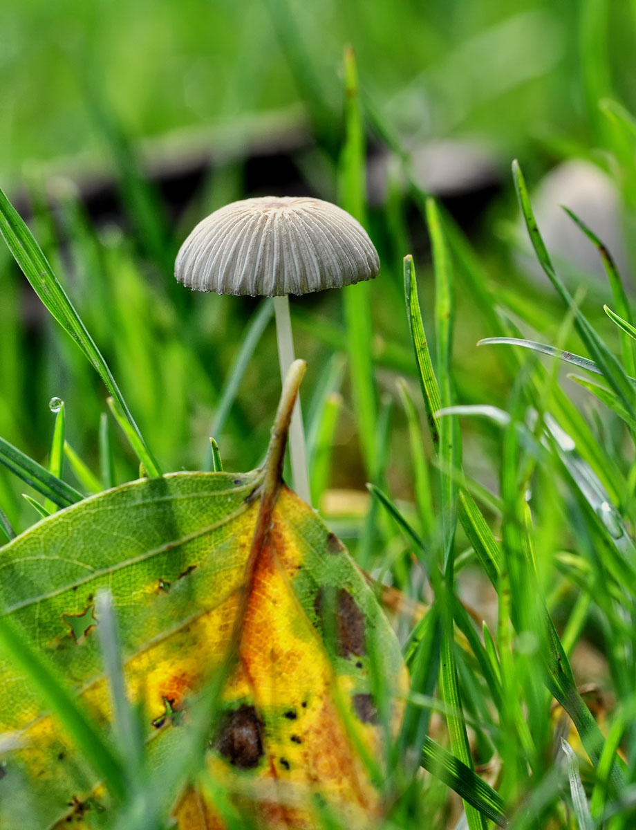 fungi 
