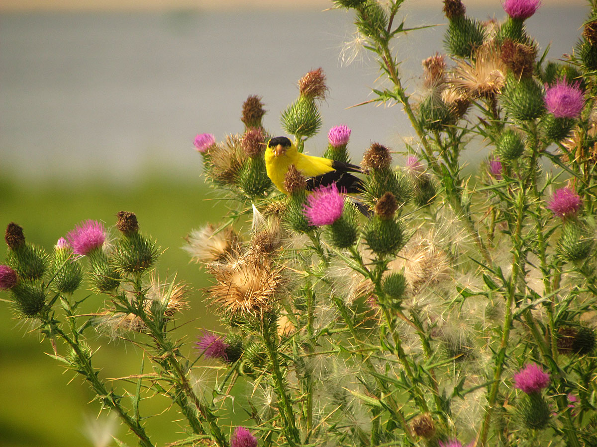 Thistle do nicely!  WC611