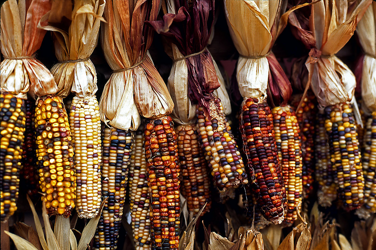 harvest