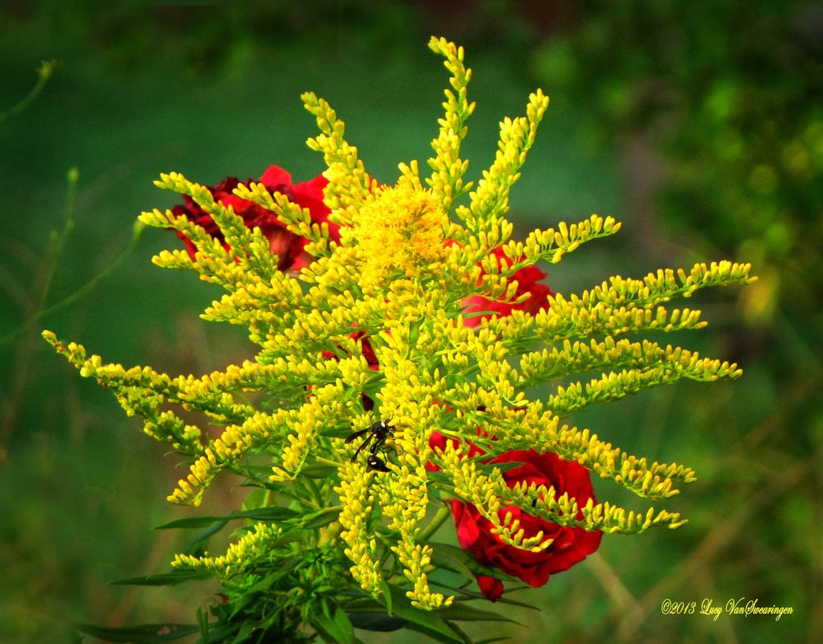 Goldenrod With Passenger