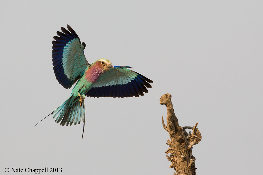 Lilac-breasted Roller