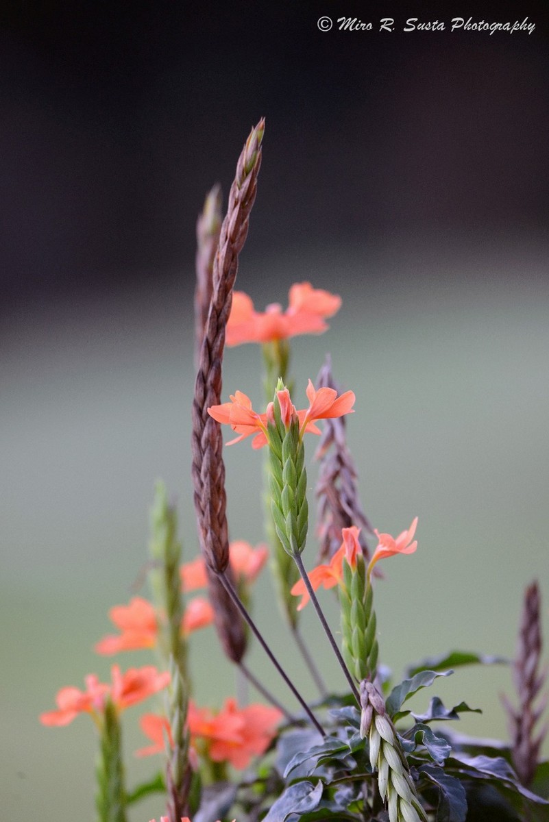 Natural Arrangement