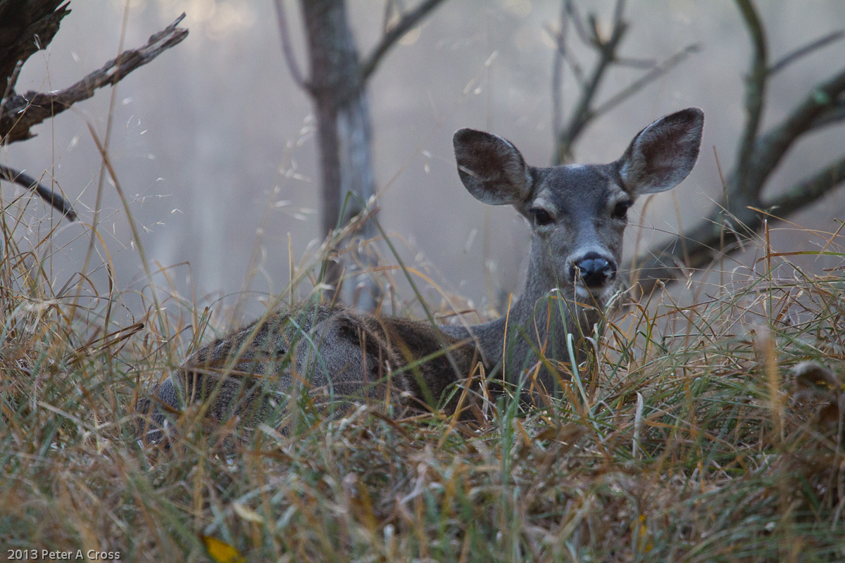 Quiet Morning