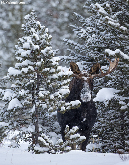 Peek-a-Moose