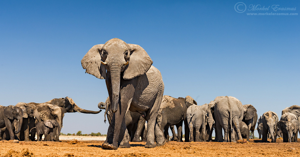 Among the Herd
