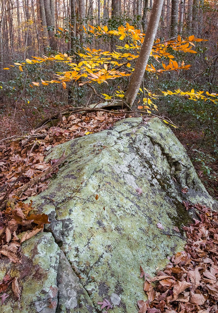 A favorite rock