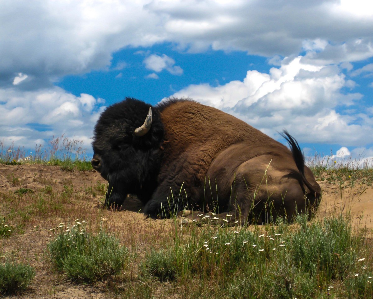 Relaxed Bison/Repost2