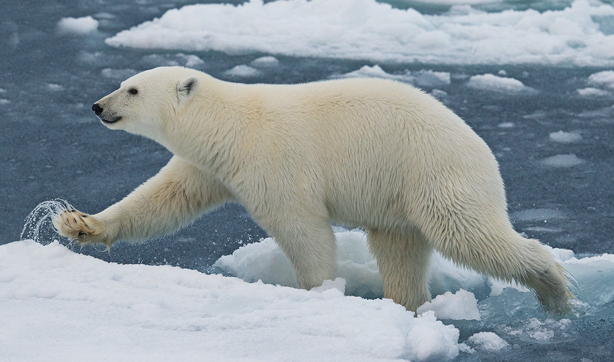 Running Bear