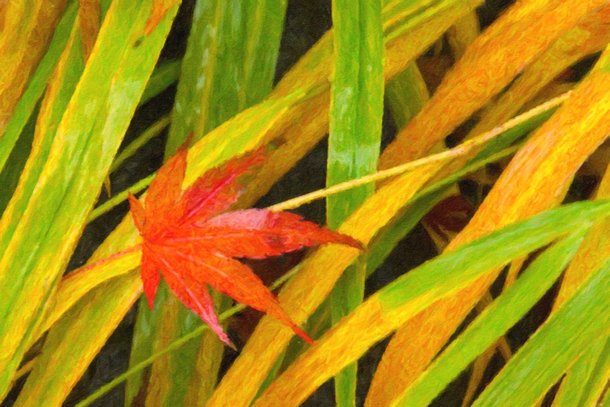 Wet leaves
