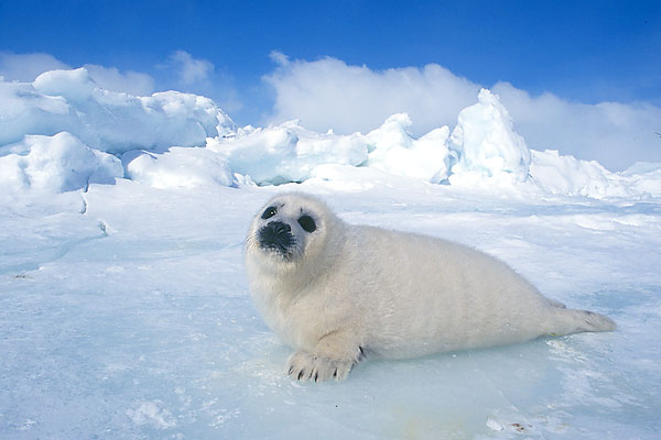 Baby harp seal in environment
