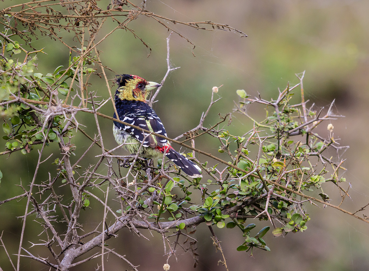 Crested barbet