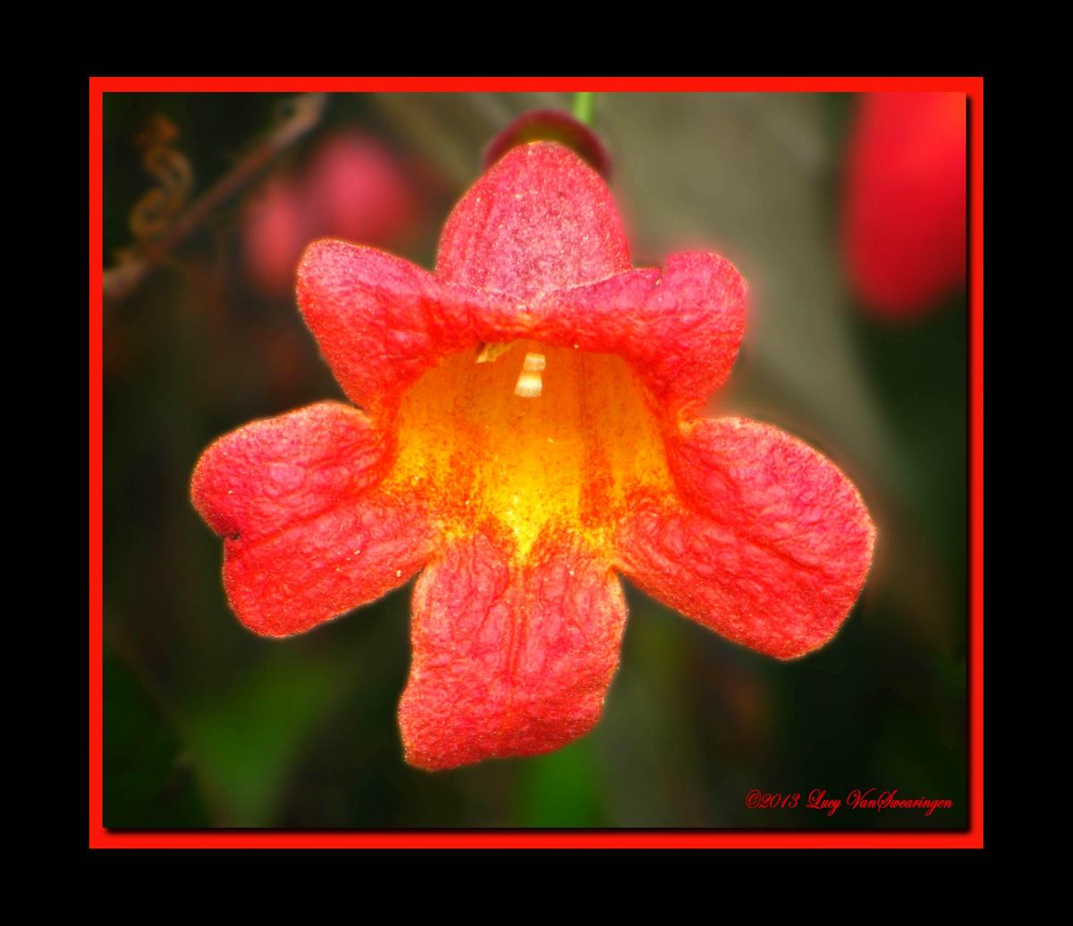 Poison Trumpet