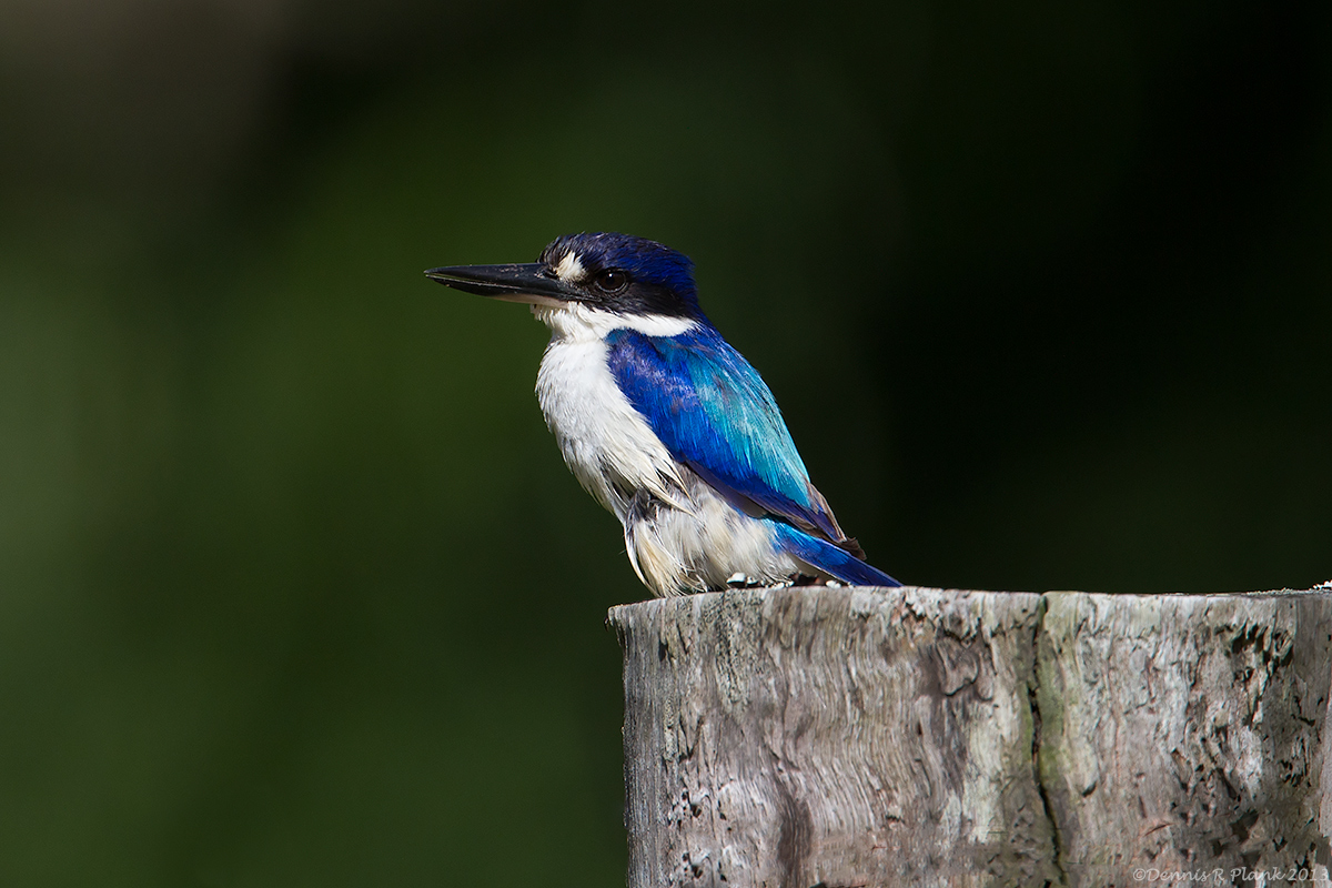 Forest Kingfisher