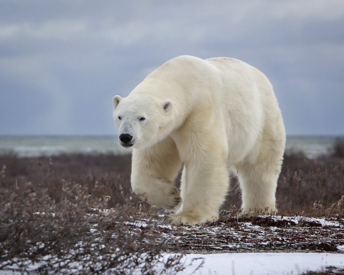 Polar Bear