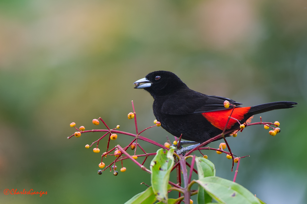 Passerini's Tanager