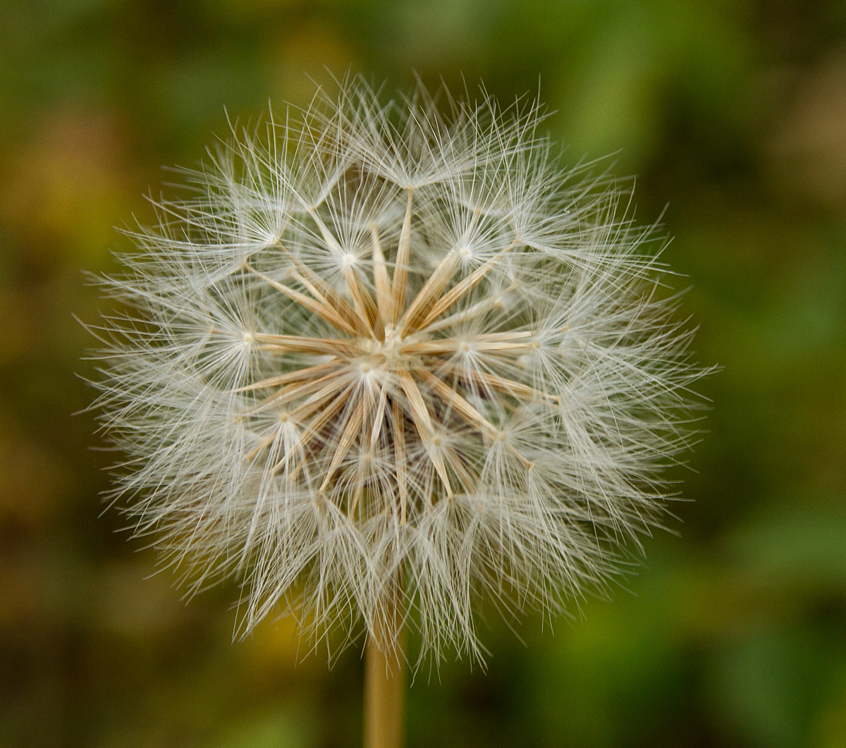 Seed Head