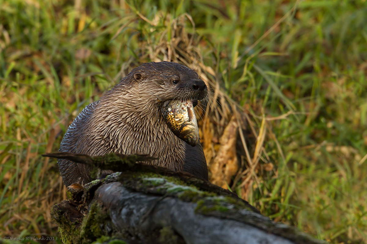 River Otter at Breakfast