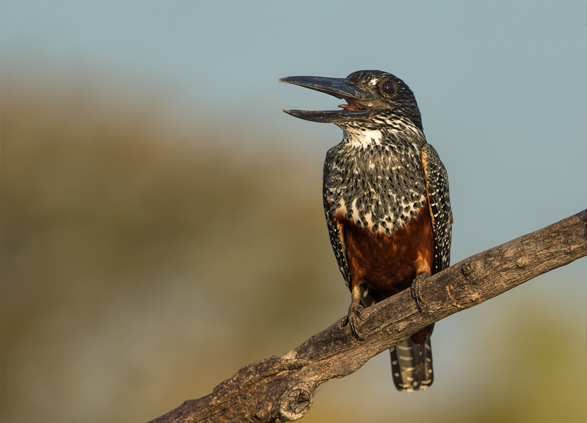 Giant Kingfisher