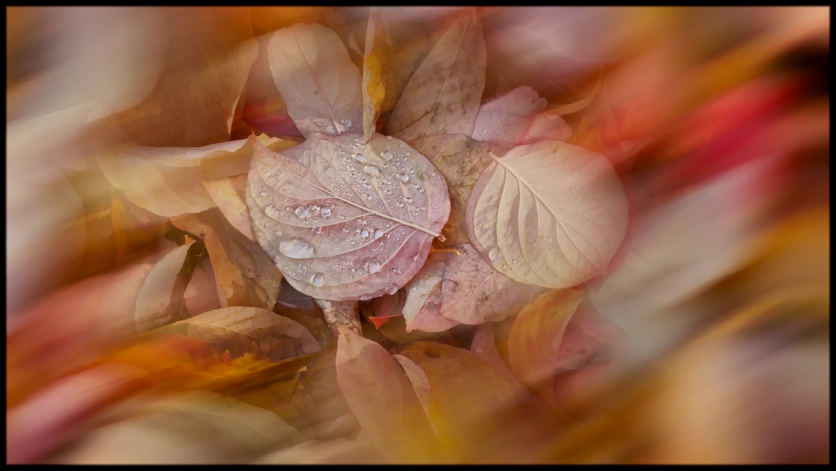 Autumn Dream