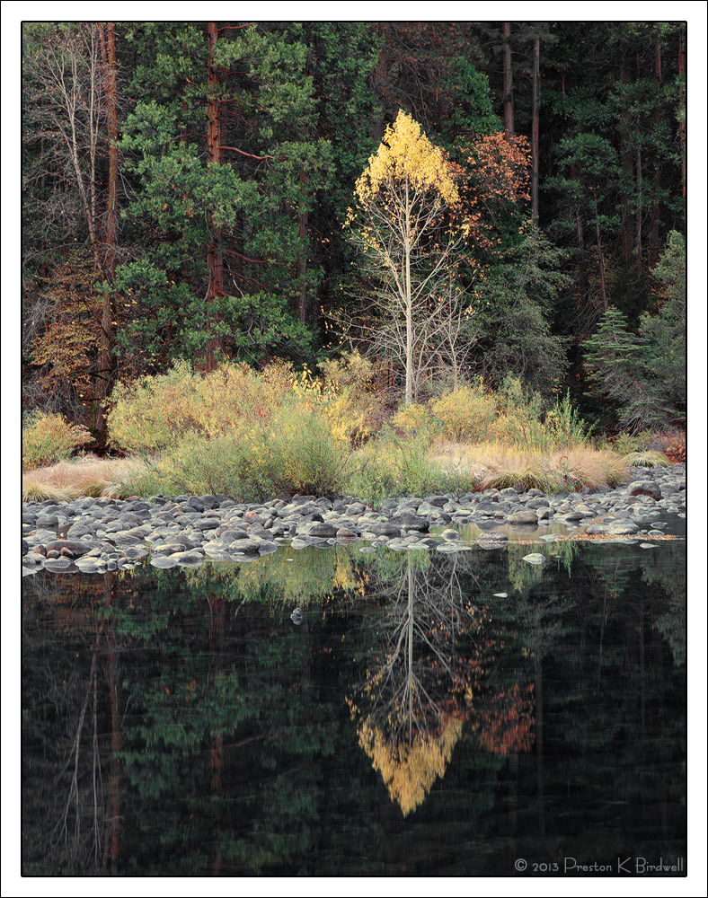 Yosemite Cottonwood +RP