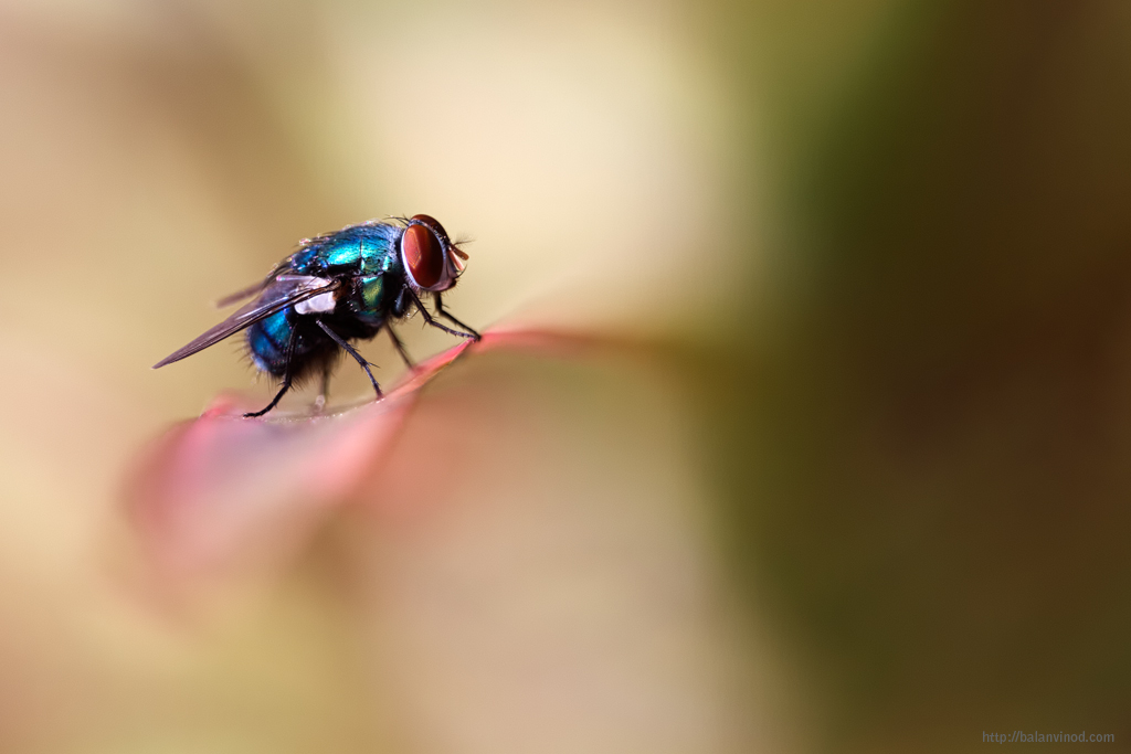 The Blue Bottle
