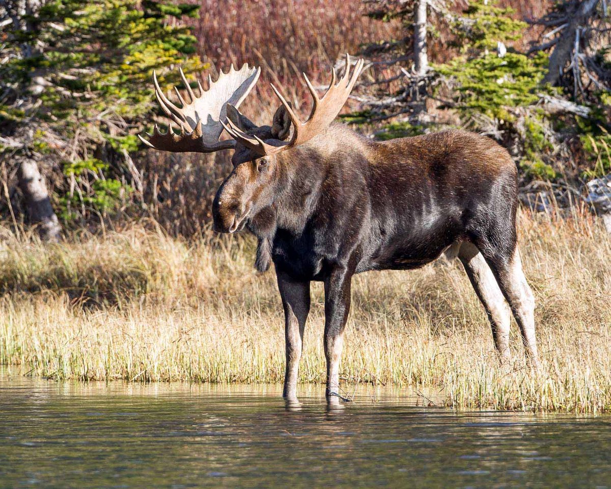 Bull Moose