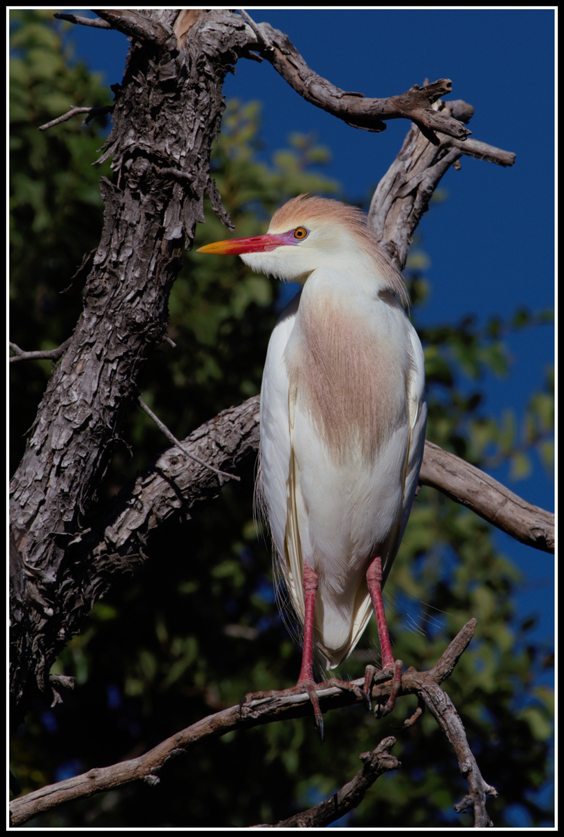 Cattle Egret