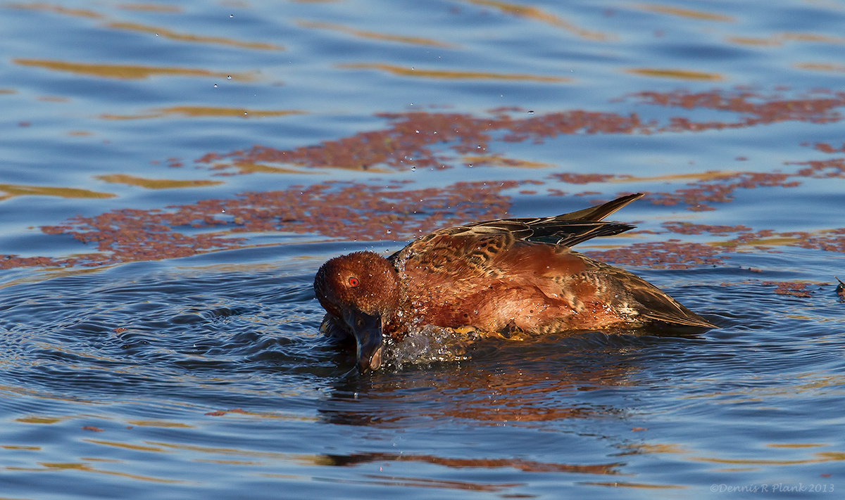Cinnamon Teal
