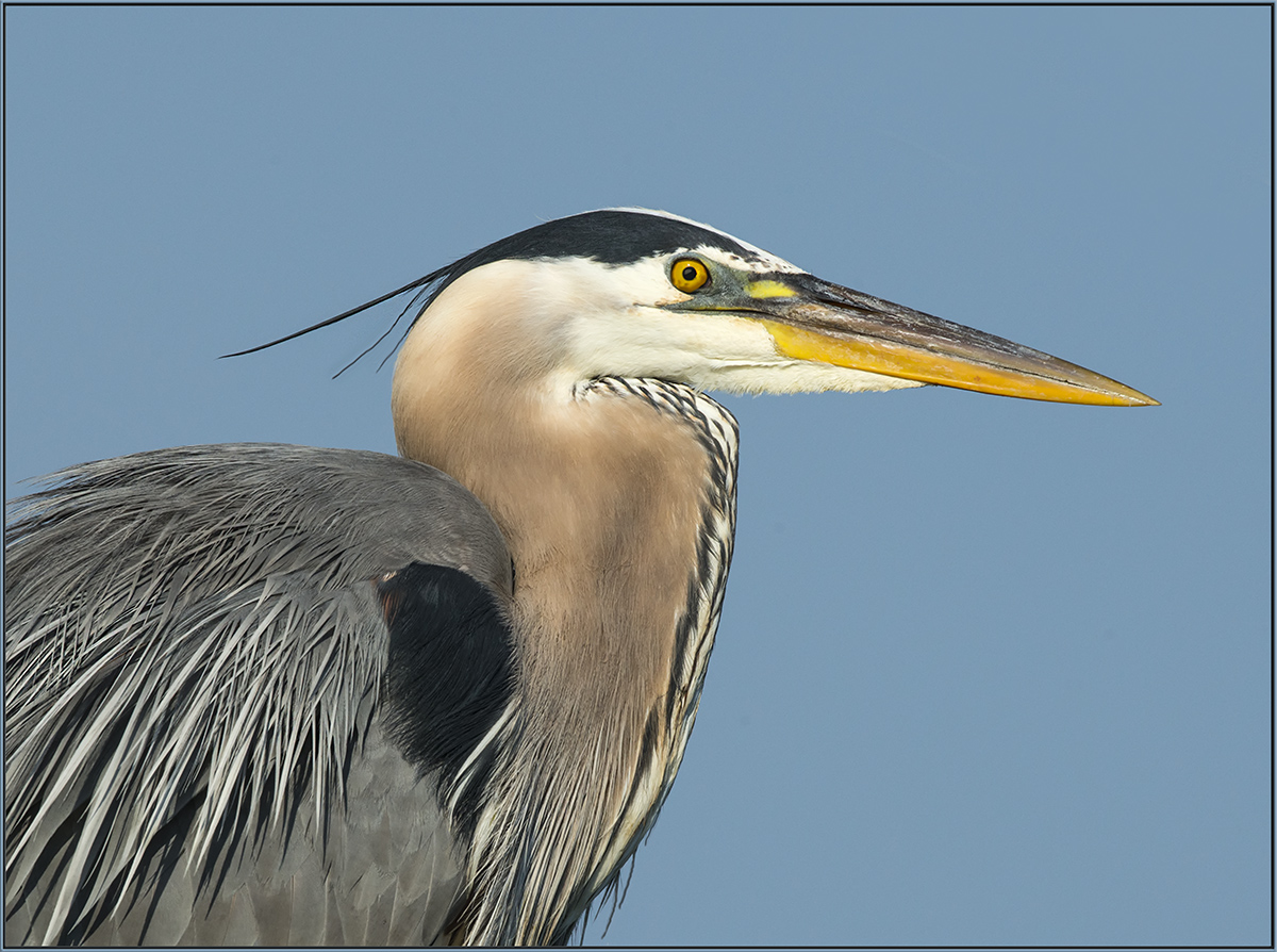 GBH portrait