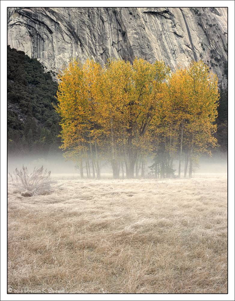 Misty Meadow