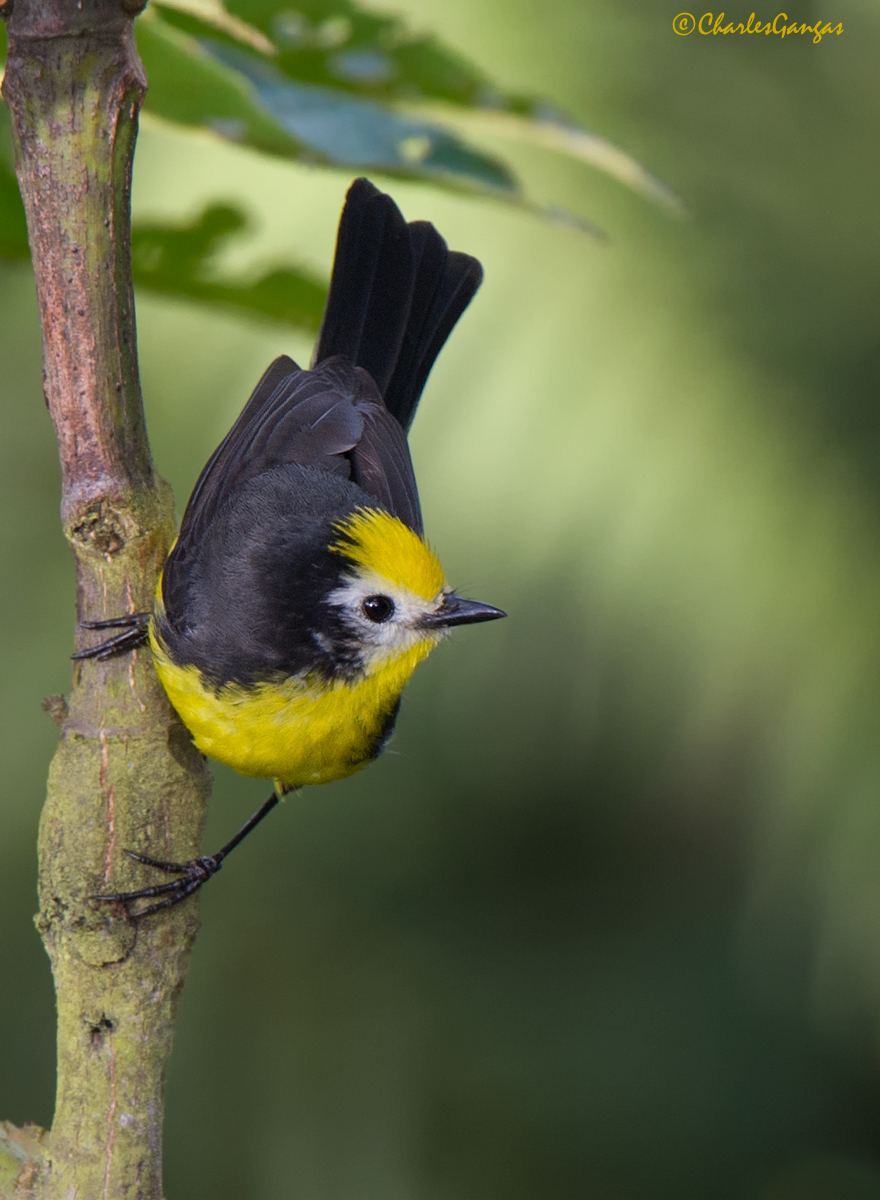 Golden-fronted Redstart