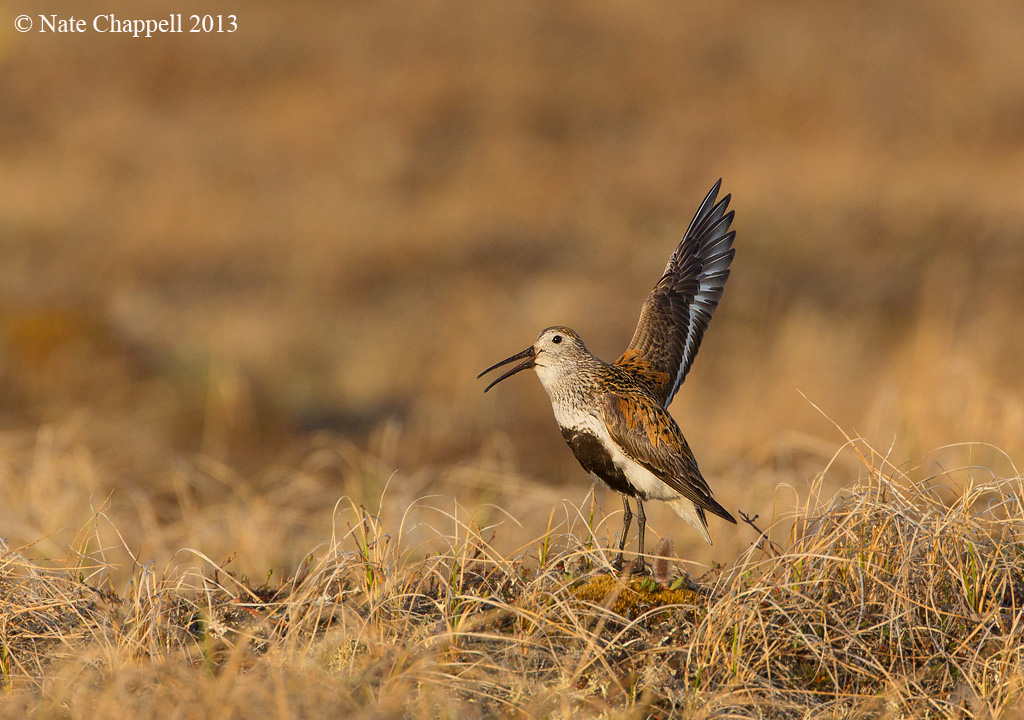 Dunlin Displaying