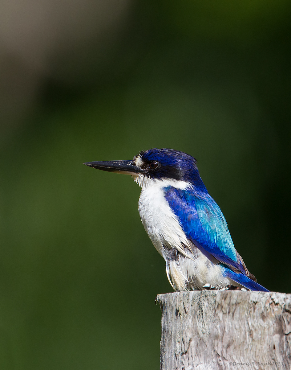 Forest Kingfisher