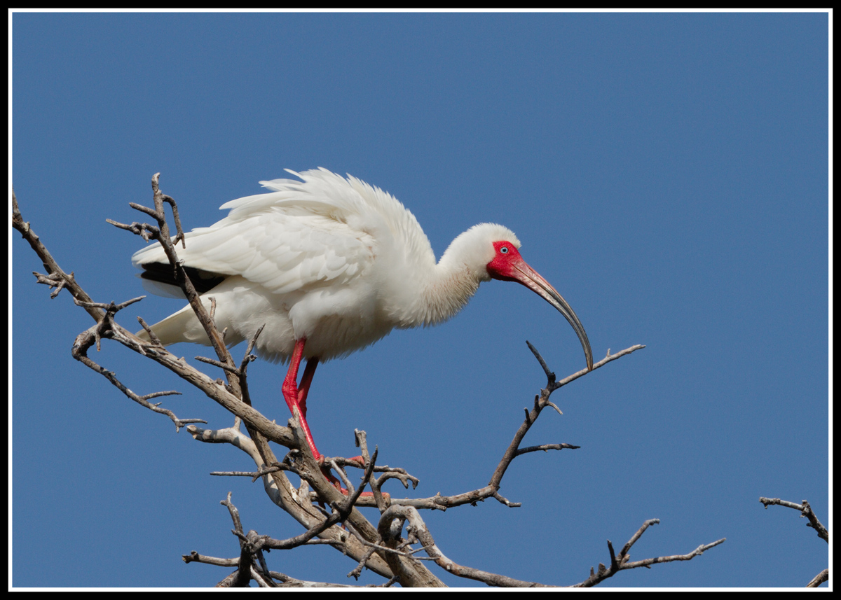 Ruffled Ibis