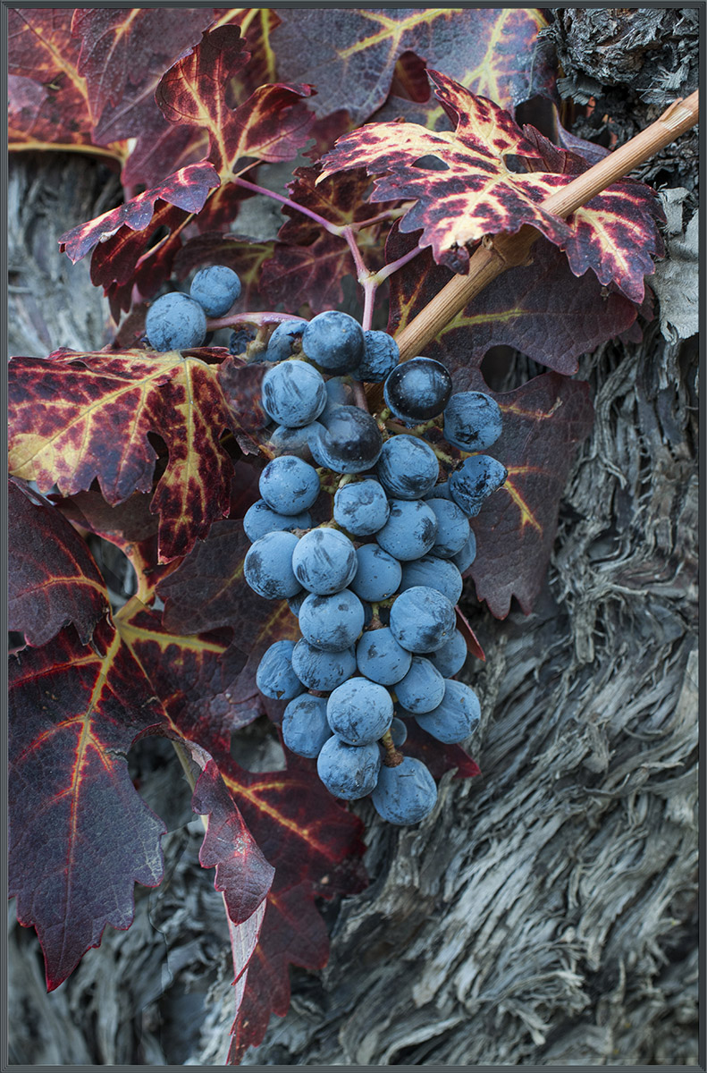 Old Grapes