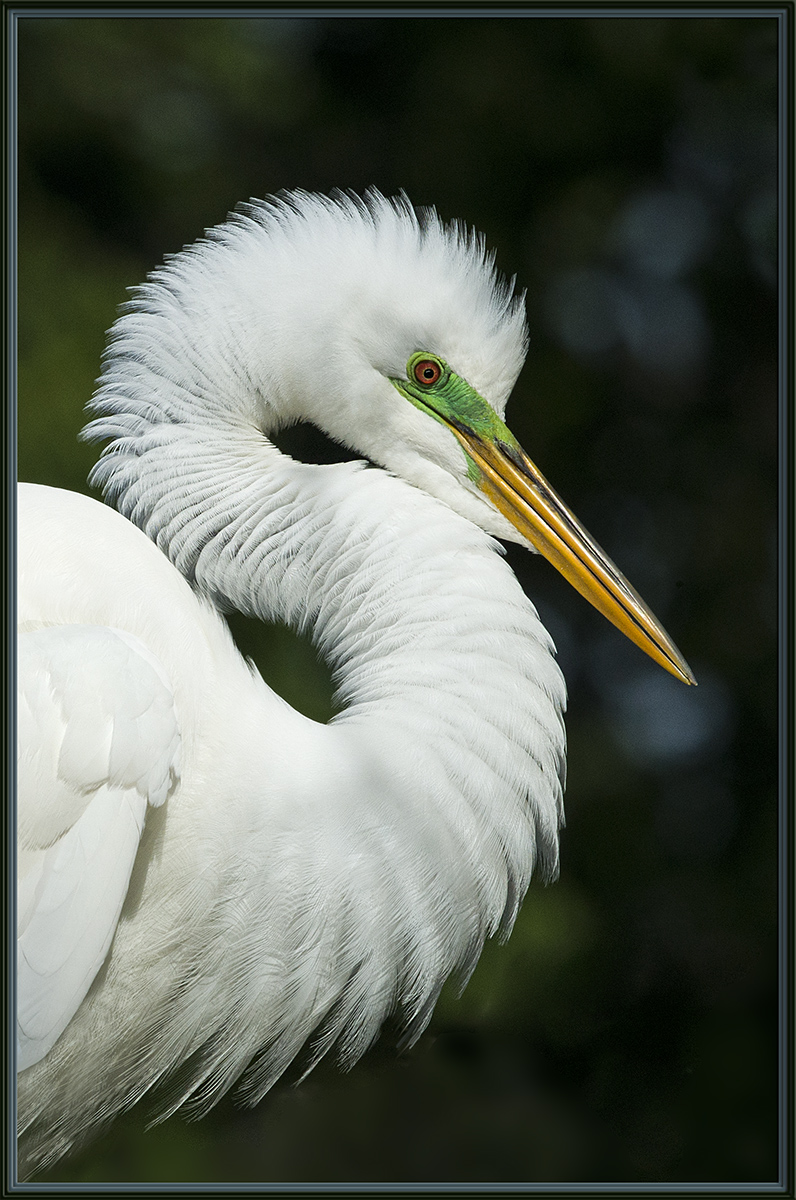 Great Egret  