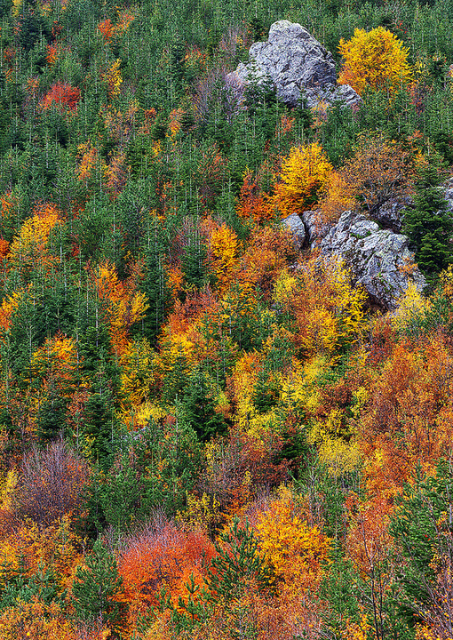 Painted Forest