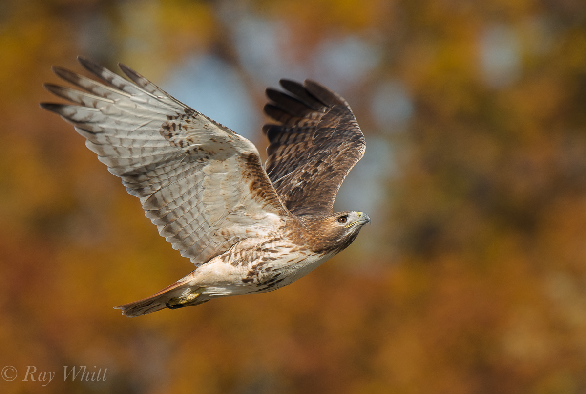 Red-Tailed Hawk Flight