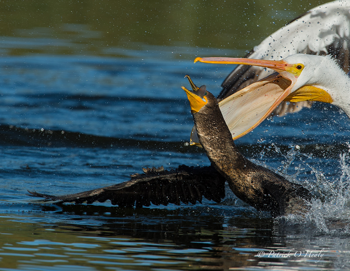 Pelican Banditry 2