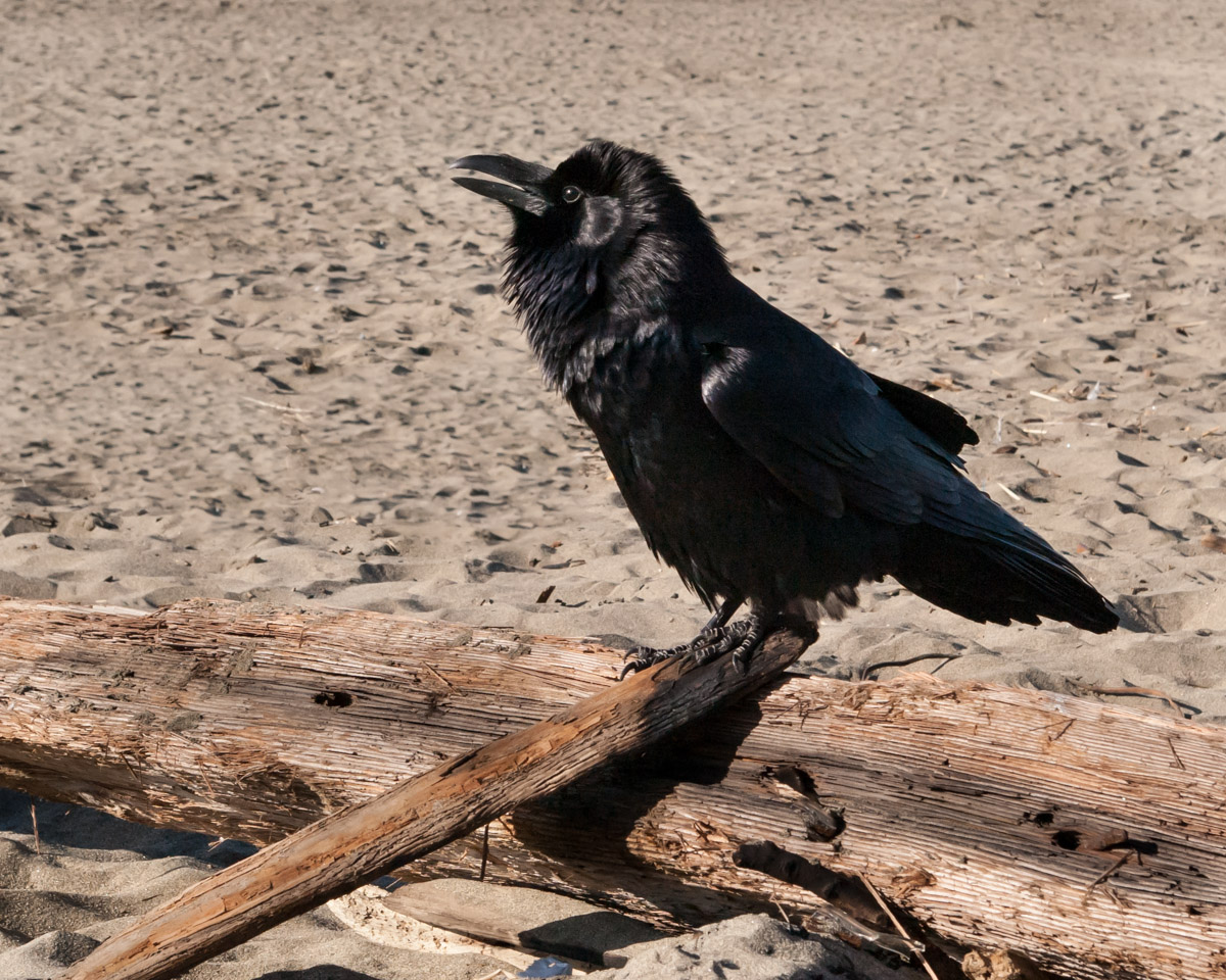 The Raven