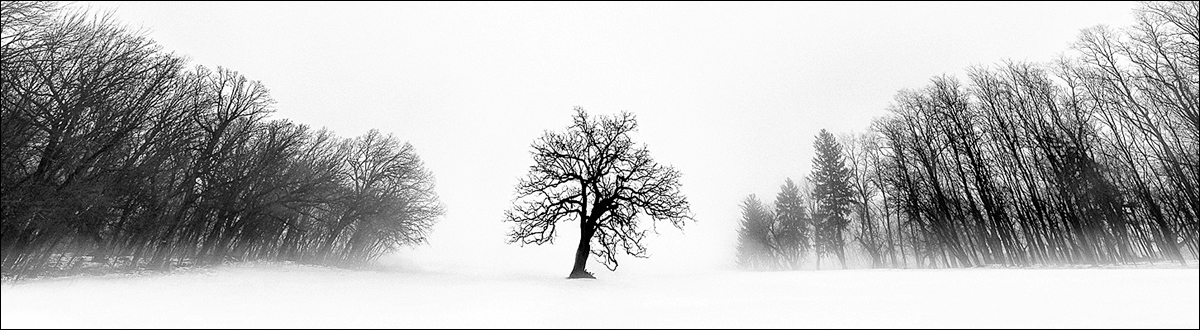 Winter Tree #10