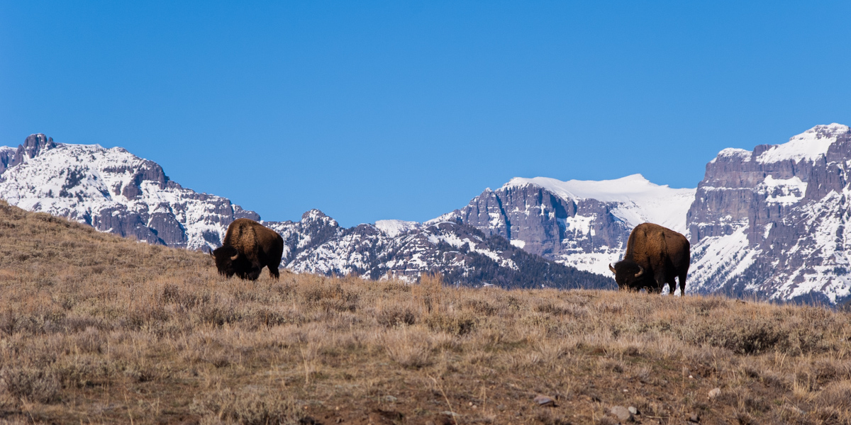 Bison Pair in Mountains